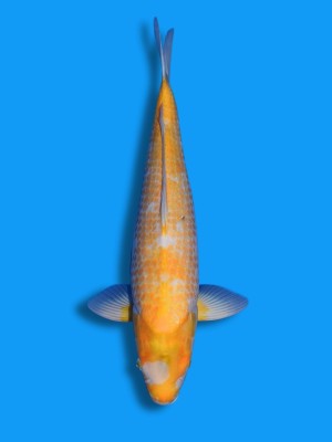 Golden Corn | Koi&Co.